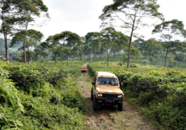 Suasana Wisata Kemuning Jeep Tour: Petualangan yang Tak Terlupakan di Alam